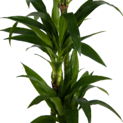 Dracaena Janet Craig - Op Stam - Drakenbloedboom - P24 H140 - Kamerplant -Groen Verkoop dracaena janet craig op stam drakenbloedboom p24 h140 kamerplant 3