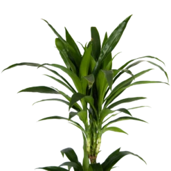 Dracaena Janet Craig - Op Stam - Drakenbloedboom - P24 H140 - Kamerplant -Groen Verkoop dracaena janet craig op stam drakenbloedboom p24 h140 kamerplant 4