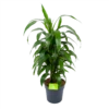 Dracaena Janet Craig - Vertrakt - Drakenbloedboom - P21 H80 - Kamerplant -Groen Verkoop dracaena janet craig vertrakt drakenbloedboom p21 h80 1 3