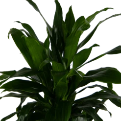 Dracaena Janet Craig - Vertrakt - Drakenbloedboom - P24 H110 - Kamerplant -Groen Verkoop dracaena janet craig vertrakt drakenbloedboom p24 h110 kamerplant 4