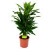 Dracaena Janet Lind - Vertakt - Drakenbloedboom - P21 H80 - Kamerplant 1 Dracaena Janet Lind - Vertakt - Drakenbloedboom - P21 H80 - Kamerplant -Groen Verkoop dracaena janet lind vertakt drakenbloedboom p21 h80 1