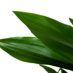 Dracaena Janet Lind - Vertakt - Drakenbloedboom - P21 H80 - Kamerplant -Groen Verkoop dracaena janet lind vertakt drakenbloedboom p21 h80 6