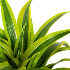 Dracaena Lemon Lime - Vertakt - Drakenbloedboom - P24 H110 - Kamerplant -Groen Verkoop dracaena lemon lime drakenbloedboom p24 h95 5