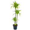 Dracaena Lemon Lime - Op Stam - Drakenbloedboom - P24 H150 - Kamerplant -Groen Verkoop dracaena lemon lime op stam drakenbloedboom p24 h150 1