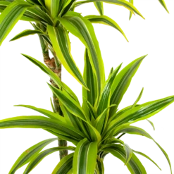 Dracaena Lemon Lime - Op Stam - Drakenbloedboom - P24 H150 - Kamerplant -Groen Verkoop dracaena lemon lime op stam drakenbloedboom p24 h150 5