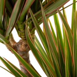 Dracaena Marginata Bicolor - Op Stam - Drakenbloedboom - P24 H120 - Kamerplant -Groen Verkoop dracaena marginata bicolor drakenbloedboom p24 h100 5