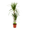 Dracaena Marginata Groen - Op Stam - Drakenbloedboom - P21 H125 - Kamerplant -Groen Verkoop dracaena marginata groen drakenbloedboom p21 h125 4