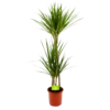 Dracaena Marginata Groen - Op Stam - Drakenbloedboom - P19 H120 - Kamerplant