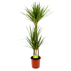 Dracaena Marginata Groen - Op Stam - Drakenbloedboom - P19 H120 - Kamerplant