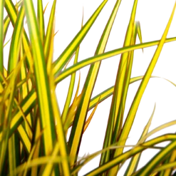 Dracaena Marginata Sunray - Op Stam - Drakenbloedboom - P21 H110 - Kamerplant 6 Dracaena Marginata Sunray - Op Stam - Drakenbloedboom - P21 H110 - Kamerplant -Groen Verkoop dracaena marginata sunray op stam drakenbloedboom p24 h80 5 2