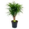 Dracaena Reflexa Anita - Enkele Stam - Drakenbloedboom - P21 H80 - Kamerplant -Groen Verkoop dracaena reflexa anita drakenbloedboom p21 h80 4