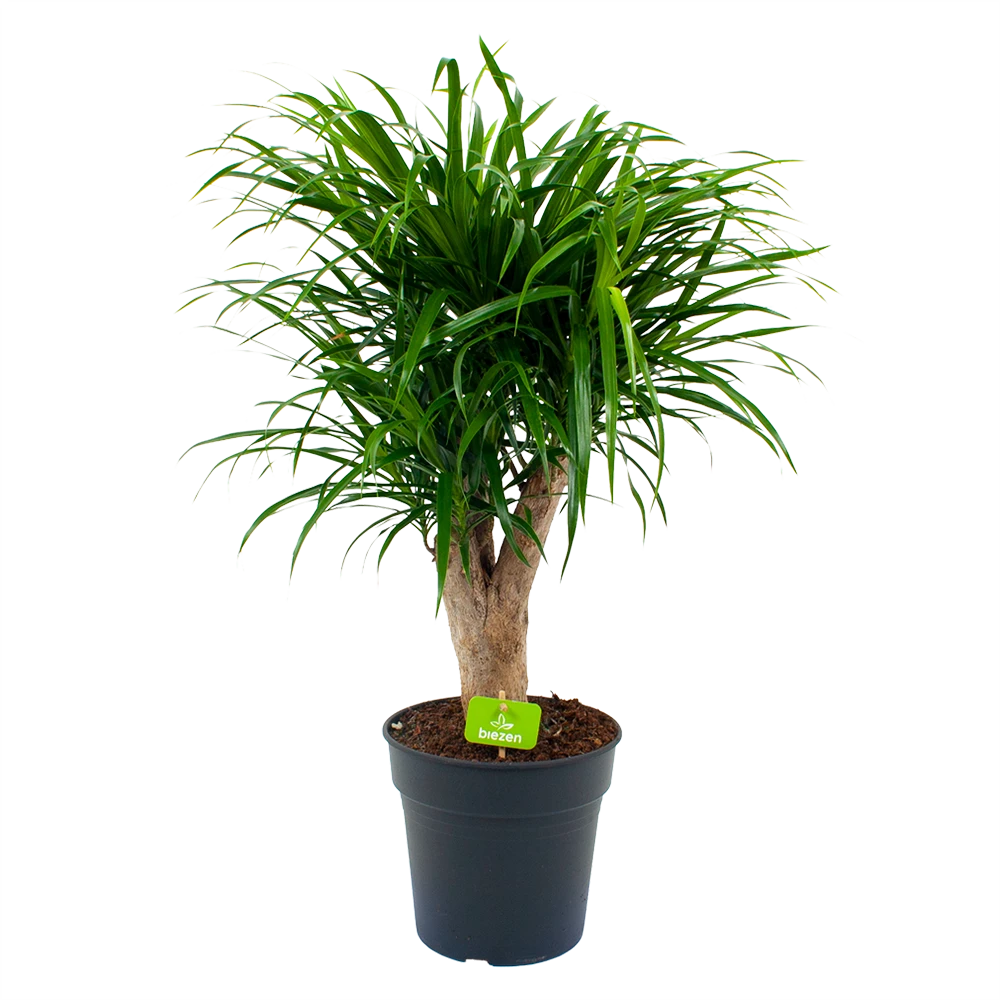 Dracaena Reflexa Anita - Enkele Stam - Drakenbloedboom - P21 H80 - Kamerplant 3 Dracaena Reflexa Anita - Enkele Stam - Drakenbloedboom - P21 H80 - Kamerplant