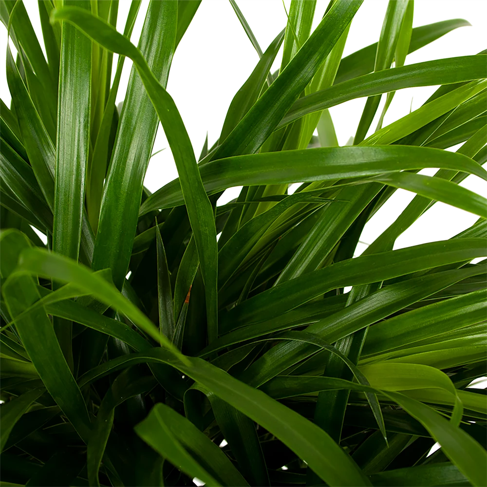 Dracaena Reflexa Anita - Enkele Stam - Drakenbloedboom - P21 H80 - Kamerplant 4 Dracaena Reflexa Anita - Enkele Stam - Drakenbloedboom - P21 H80 - Kamerplant - Afbeelding 2