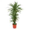Dracaena Warneckei - Vertakt - Drakenbloedboom - P24 H110 - Kamerplant 1 Dracaena Warneckei - Vertakt - Drakenbloedboom - P24 H110 - Kamerplant -Groen Verkoop dracaena warneckei vertakt drakenbloedboom p24 h110 kamerplant 1