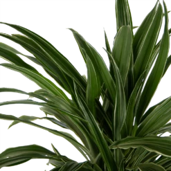 Dracaena Warneckei - Vertakt - Drakenbloedboom - P24 H110 - Kamerplant -Groen Verkoop dracaena warneckei vertakt drakenbloedboom p24 h110 kamerplant 4
