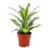 Dracaena White Jewel - Drakenbloedboom - P17 H45 - Kamerplant -Groen Verkoop dracaena white jewel drakenbloedboom p17 h45 4