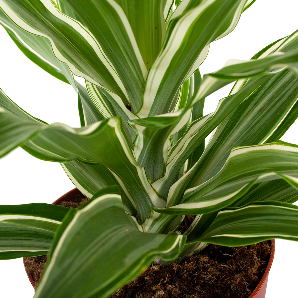 Dracaena White Jewel - Drakenbloedboom - P17 H45 - Kamerplant 4 Dracaena White Jewel - Drakenbloedboom - P17 H45 - Kamerplant - Afbeelding 2