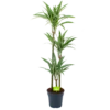 Dracaena White Stripe - Op Stam - Drakenbloedboom - P24 H150 - Kamerplant 1 Dracaena White Stripe - Op Stam - Drakenbloedboom - P24 H150 - Kamerplant -Groen Verkoop dracaena white stripe op stam drakenbloedboom p24 h150 1 1
