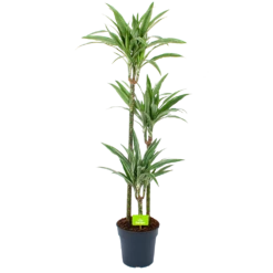 Dracaena White Stripe - Op Stam - Drakenbloedboom - P24 H150 - Kamerplant