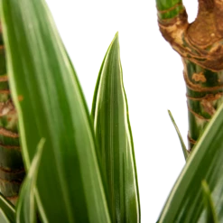 Dracaena White Stripe - Op Stam - Drakenbloedboom - P24 H150 - Kamerplant 8 Dracaena White Stripe - Op Stam - Drakenbloedboom - P24 H150 - Kamerplant -Groen Verkoop dracaena white stripe op stam drakenbloedboom p24 h150 6 1