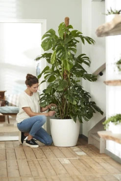 Bloempot Elho Brussels Rond 47cm - Met Wielen - Wit 7 Bloempot Elho Brussels Rond 47cm - Met Wielen - Wit -Groen Verkoop elho brussels rond wielen 47 wit bloempot 7 7