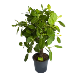 Ficus Benghalensis Audrey Op Stam - Groene Vijg - P31 H120 - Kamerplant