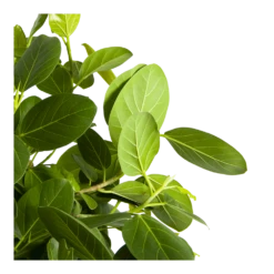 Ficus Benghalensis Audrey Op Stam - Groene Vijg - P31 H120 - Kamerplant -Groen Verkoop ficus benghalensis audrey op stam groene vijg p31 h120 3
