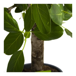 Ficus Benghalensis Audrey Op Stam - Groene Vijg - P31 H120 - Kamerplant -Groen Verkoop ficus benghalensis audrey op stam groene vijg p31 h120 4