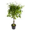 Ficus Benjamina Exotica Op Gevlochten Stam - Treurvijg - P24 H100 - Kamerplant