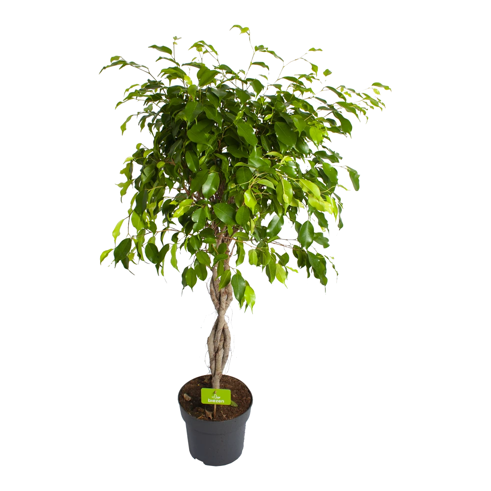 Ficus Benjamina Exotica Op Gevlochten Stam - Treurvijg - P24 H100 - Kamerplant 3 Ficus Benjamina Exotica Op Gevlochten Stam - Treurvijg - P24 H100 - Kamerplant