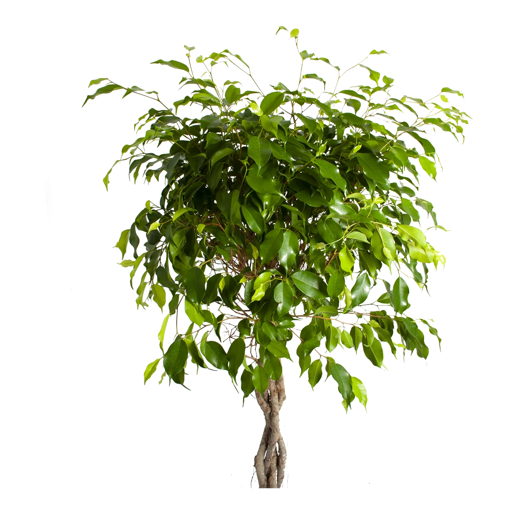 Ficus Benjamina Exotica Op Gevlochten Stam - Treurvijg - P24 H100 - Kamerplant 4 Ficus Benjamina Exotica Op Gevlochten Stam - Treurvijg - P24 H100 - Kamerplant - Afbeelding 2