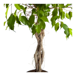 Ficus Benjamina Exotica Op Gevlochten Stam - Treurvijg - P24 H100 - Kamerplant 8 Ficus Benjamina Exotica Op Gevlochten Stam - Treurvijg - P24 H100 - Kamerplant -Groen Verkoop ficus benjamina exotica op gevlochten stam treurvijg p24 h100 3
