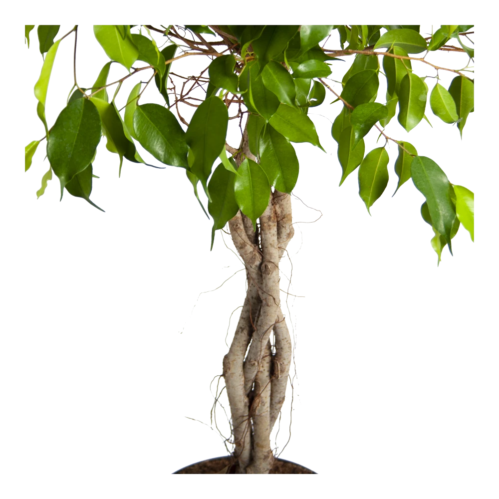 Ficus Benjamina Exotica Op Gevlochten Stam - Treurvijg - P24 H100 - Kamerplant 5 Ficus Benjamina Exotica Op Gevlochten Stam - Treurvijg - P24 H100 - Kamerplant - Afbeelding 3