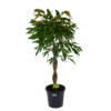 Ficus Binnendijkii Amstel King Op Gevlochten Stam - Treurvijg - P31 H140 - Kamerplant 1 Ficus Binnendijkii Amstel King Op Gevlochten Stam - Treurvijg - P31 H140 - Kamerplant -Groen Verkoop ficus binnendijkii amstel king op gevlochten stam treurvijg p31 h140 1