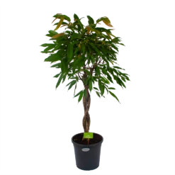 Ficus Binnendijkii Amstel King Op Gevlochten Stam - Treurvijg - P31 H140 - Kamerplant