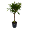 Ficus Binnendijkii Amstel King Op Stam - Treurvijg - P31 H140 - Kamerplant 1 Ficus Binnendijkii Amstel King Op Stam - Treurvijg - P31 H140 - Kamerplant -Groen Verkoop ficus binnendijkii amstel king op stam treurvijg p31 h140 1