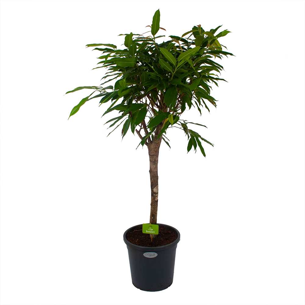 Ficus Binnendijkii Amstel King Op Stam - Treurvijg - P31 H140 - Kamerplant 3 Ficus Binnendijkii Amstel King Op Stam - Treurvijg - P31 H140 - Kamerplant