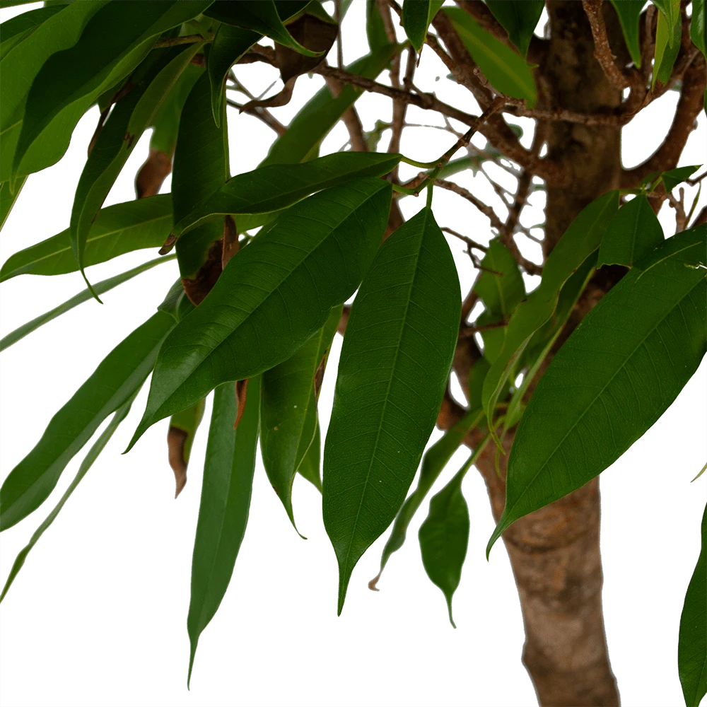 Ficus Binnendijkii Amstel King Op Stam - Treurvijg - P31 H140 - Kamerplant 4 Ficus Binnendijkii Amstel King Op Stam - Treurvijg - P31 H140 - Kamerplant - Afbeelding 2