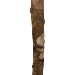 Ficus Binnendijkii Amstel King Op Stam - Treurvijg - P31 H140 - Kamerplant 8 Ficus Binnendijkii Amstel King Op Stam - Treurvijg - P31 H140 - Kamerplant -Groen Verkoop ficus binnendijkii amstel king op stam treurvijg p31 h140 6