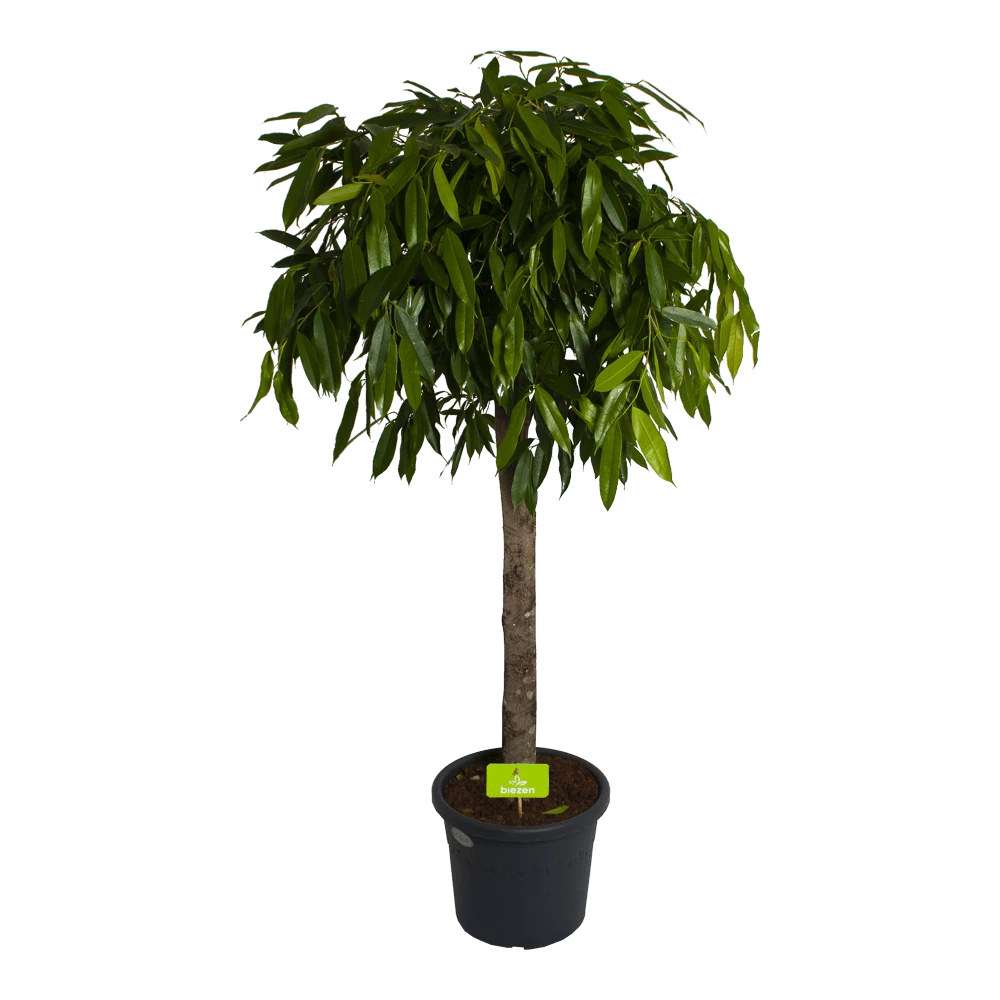 Ficus Binnendijkii Amstel King Op Stam - Treurvijg - P40 H170 - Kamerplant 3 Ficus Binnendijkii Amstel King Op Stam - Treurvijg - P40 H170 - Kamerplant