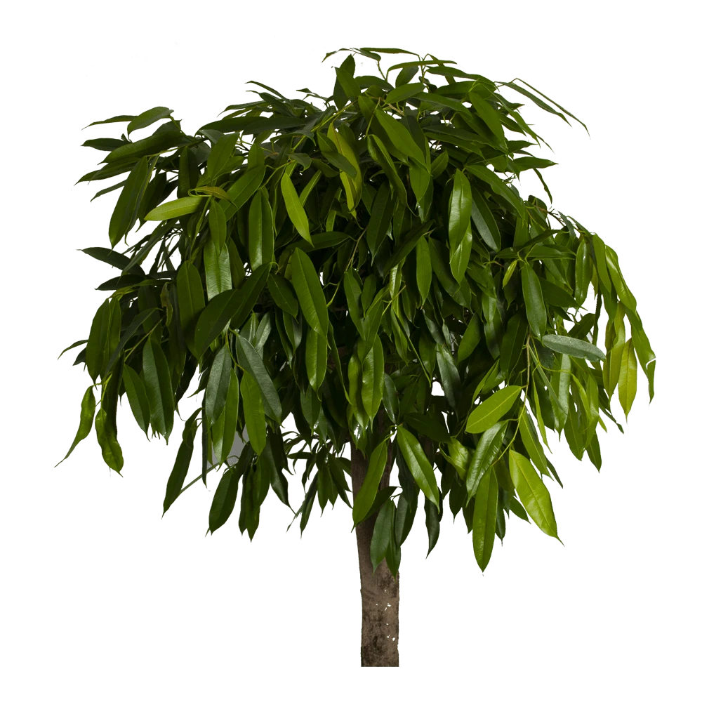 Ficus Binnendijkii Amstel King Op Stam - Treurvijg - P40 H170 - Kamerplant 4 Ficus Binnendijkii Amstel King Op Stam - Treurvijg - P40 H170 - Kamerplant - Afbeelding 2