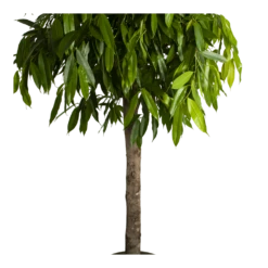Ficus Binnendijkii Amstel King Op Stam - Treurvijg - P40 H170 - Kamerplant 8 Ficus Binnendijkii Amstel King Op Stam - Treurvijg - P40 H170 - Kamerplant -Groen Verkoop ficus binnendijkii amstel king op stam treurvijg p40 h170 4