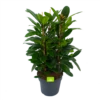 Ficus Cyathistipula - Groene Vijg - Toef - P34 H120 - Kamerplant 1 Ficus Cyathistipula - Groene Vijg - Toef - P34 H120 - Kamerplant -Groen Verkoop ficus cyathistipula groene vijg toef p34 h120 1 3