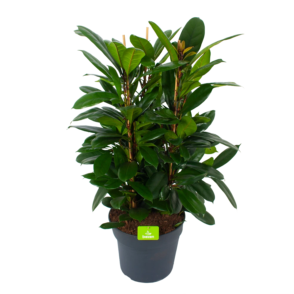 Ficus Cyathistipula - Groene Vijg - Toef - P34 H120 - Kamerplant 3 Ficus Cyathistipula - Groene Vijg - Toef - P34 H120 - Kamerplant