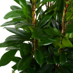 Ficus Cyathistipula - Groene Vijg - Toef - P34 H120 - Kamerplant 8 Ficus Cyathistipula - Groene Vijg - Toef - P34 H120 - Kamerplant -Groen Verkoop ficus cyathistipula groene vijg toef p34 h120 6 3