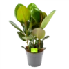 Ficus Elastica Robusta - Rubberboom - P19 H55 - Kamerplant 2 Ficus Elastica Robusta - Rubberboom - P19 H55 - Kamerplant -Groen Verkoop ficus elastica robusta rubberboom p19 h55 1