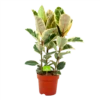 Ficus Elastica Tineke - Rubberboom - P27 H100 - Kamerplant