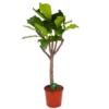 Ficus Lyrata Op Stam - Tabaksplant - P30 H150 - Kamerplant 2 Ficus Lyrata Op Stam - Tabaksplant - P30 H150 - Kamerplant -Groen Verkoop ficus lyrata op stam tabaksplant p30 h150 kamerplant 1