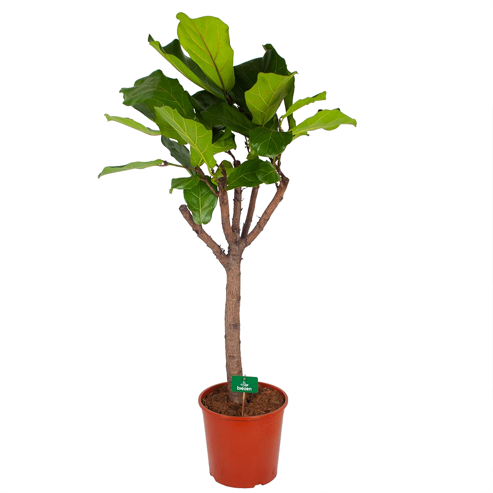 Ficus Lyrata Op Stam - Tabaksplant - P30 H150 - Kamerplant 3 Ficus Lyrata Op Stam - Tabaksplant - P30 H150 - Kamerplant