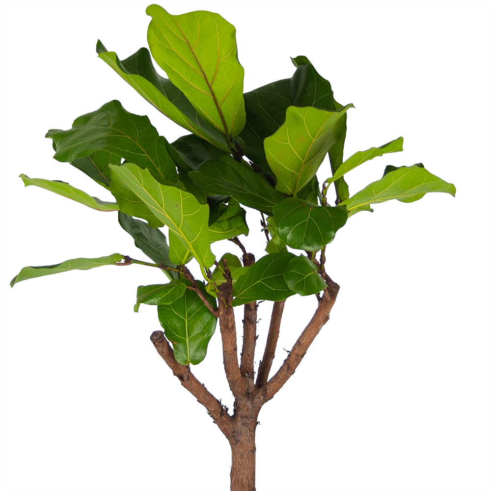 Ficus Lyrata Op Stam - Tabaksplant - P30 H150 - Kamerplant 4 Ficus Lyrata Op Stam - Tabaksplant - P30 H150 - Kamerplant - Afbeelding 2